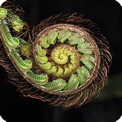 co's digital flora|list of philippine plants.